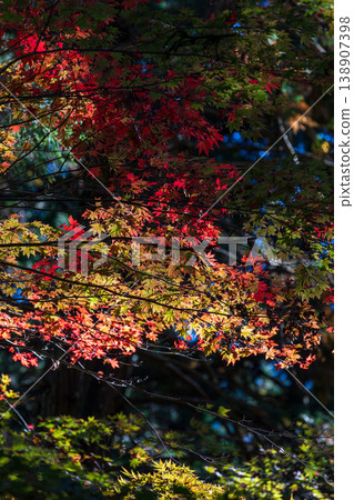 Ichinomiya, Mori-machi, Shuchi-gun, Shizuoka Prefecture Okuni Shrine and the surrounding scenery Ichinomiya, Mori-machi, Shuchi-gun, Shizuoka Prefecture Okuni Shrine and the surrounding scenery 138907398