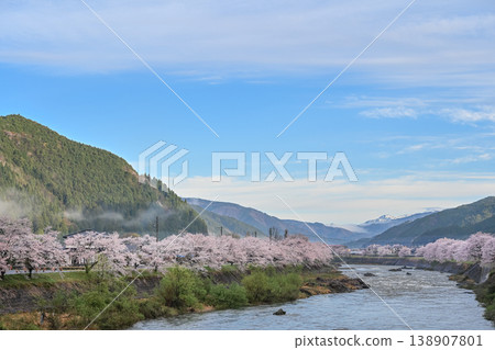 A photograph of cherry blossoms and snow-covered mountains in the early morning mist [Gujō City, Gifu Prefecture] 138907801