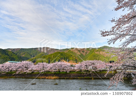 A photograph of cherry blossoms and the Nagara River in the early morning against a clear blue sky. [Gujō City, Gifu Prefecture] 138907802