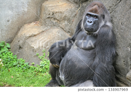 A gorilla enjoying spring to the fullest. A gorilla enjoying spring to the fullest. 138907969
