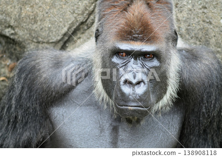 A gorilla regrets having wasted time idly. 138908118