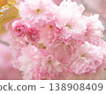 沐浴著春日陽光的櫻花盛開 138908409