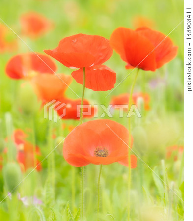 A field of orange poppies in the middle of green rice paddies. 138908411