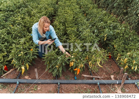 Farmer taking pictures of pepper plants growing in field Farmer taking pictures of pepper plants growing in field 138908472