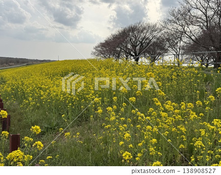 強姦開花在銀行開花 138908527