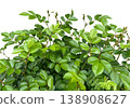 Beautiful green leaf cutout material (transparent background) 138908627