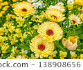 The vibrant yellow calendula flowers in full bloom 138908656