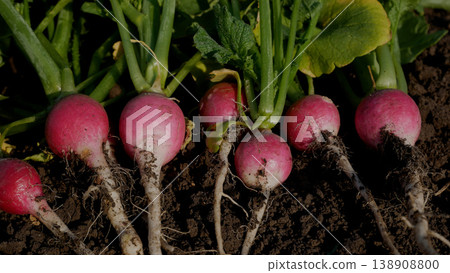 Fresh, ripe, freshly harvested radishes lie on the ground. Fresh, ripe, freshly harvested radishes lie on the ground. 138908800