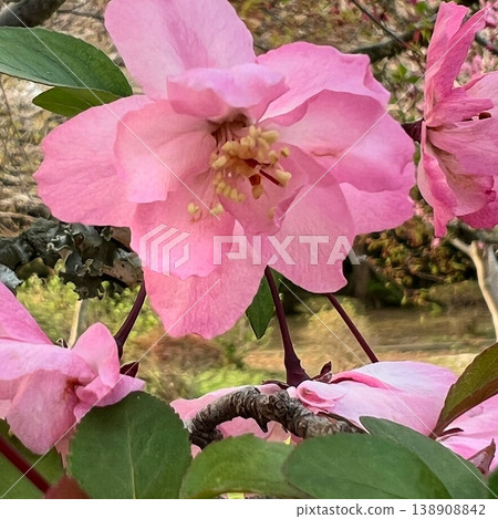 粉紅色的花瓣,粉紅色的海棠花,盛開的海棠花 粉紅色的花瓣,粉紅色的海棠花,盛開的海棠花 138908842
