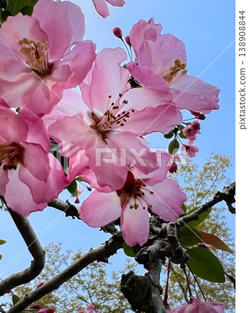Pink petals, pink flowering crabapple blossoms, flowering crabapple blossoms Pink petals, pink flowering crabapple blossoms, flowering crabapple blossoms 138908844