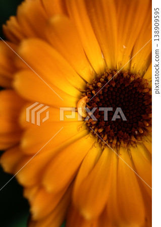 Close up of Calendula marigold orange flower Close up of Calendula marigold orange flower 138909595