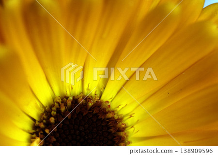 Close up of Calendula marigold orange flower Close up of Calendula marigold orange flower 138909596