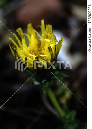 Broken dandilion flowers going to seed blown away and dying 138909598
