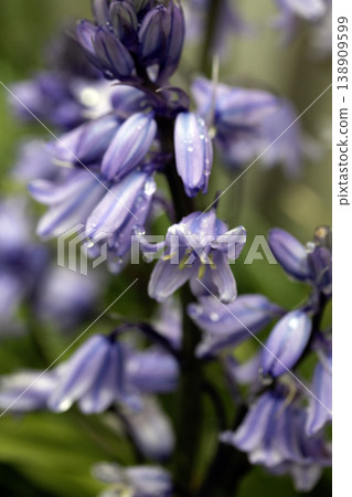 Close up of pretty bluebell blue flowers in a meadow 138909599