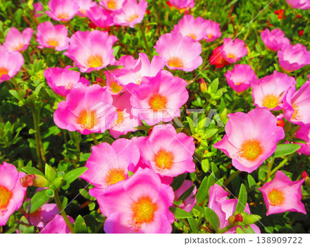 A landscape of pink portulaca flowers 138909722