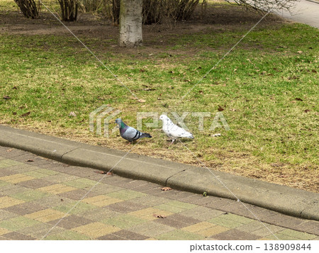 Two Pigeons Standing on Green Grass in Public Park 138909844