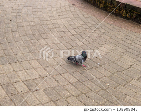 Single Pigeon Standing on Stone Pathway 138909845