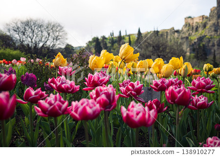 Vibrant pink double-layer tulips and yellow tulips blooming in a spring garden with soft bokeh Vibrant pink double-layer tulips and yellow tulips blooming in a spring garden with soft bokeh 138910277