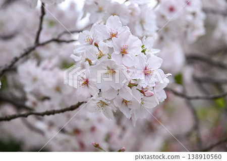 Cherry blossom 138910560