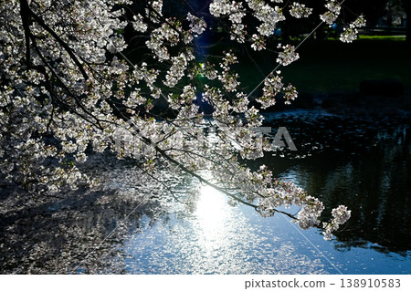 Cherry blossoms appearing on the surface of the water Cherry blossoms appearing on the surface of the water 138910583