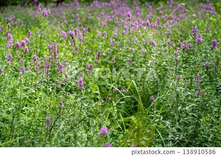 Flower Bud Lythrum salicaria plant Flower Bud Lythrum salicaria plant 138910586