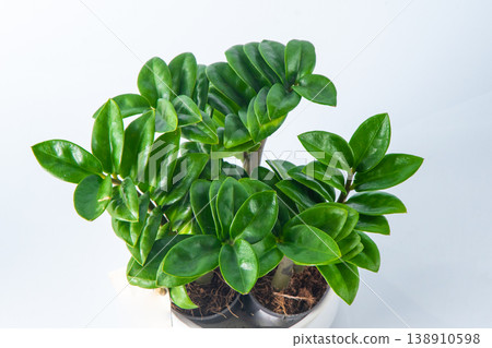 Mini Zamioculcas. Green house flower in a pot. Grow flowers in the garden. Floriculture. Green leaves. Flora background. 138910598