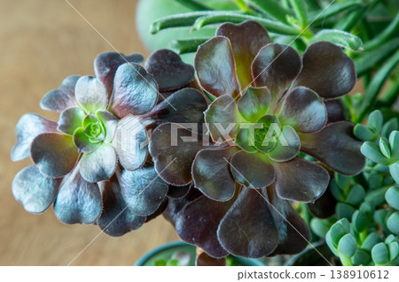 A set of different succulents: Haworthia and Aloe, Crassula and Sedum, Echeveria, Crassula and Kalanchoe. Grow a home flower. Floriculture. Cactus home green succulent. Flowers background. A set of different succulents: Haworthia and Aloe, Crassula and Sedum, Echeveria, Crassula and Kalanchoe. Grow a home flower. Floriculture. Cactus home green succulent. Flowers background. 138910612