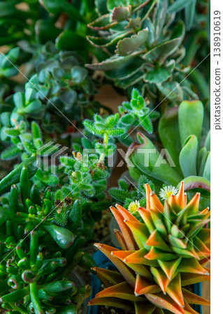 A set of different succulents: Haworthia and Aloe, Crassula and Sedum, Echeveria, Crassula and Kalanchoe. Grow a home flower. Floriculture. Cactus home green succulent. Flowers background. A set of different succulents: Haworthia and Aloe, Crassula and Sedum, Echeveria, Crassula and Kalanchoe. Grow a home flower. Floriculture. Cactus home green succulent. Flowers background. 138910619