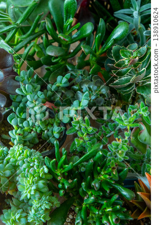 A set of different succulents: Haworthia and Aloe, Crassula and Sedum, Echeveria, Crassula and Kalanchoe. Grow a home flower. Floriculture. Cactus home green succulent. Flowers background. A set of different succulents: Haworthia and Aloe, Crassula and Sedum, Echeveria, Crassula and Kalanchoe. Grow a home flower. Floriculture. Cactus home green succulent. Flowers background. 138910624