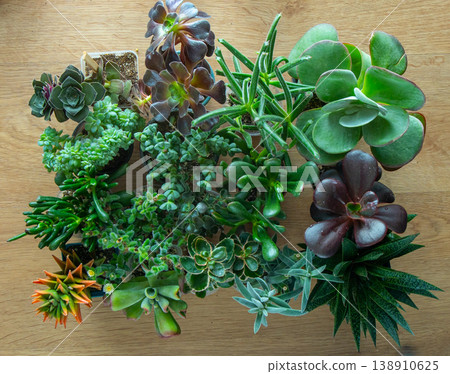 A set of different succulents: Haworthia and Aloe, Crassula and Sedum, Echeveria, Crassula and Kalanchoe. Grow a home flower. Floriculture. Cactus home green succulent. Flowers background. 138910625