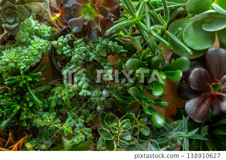 A set of different succulents: Haworthia and Aloe, Crassula and Sedum, Echeveria, Crassula and Kalanchoe. Grow a home flower. Floriculture. Cactus home green succulent. Flowers background. 138910627