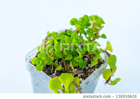 Sedum Makinoi Japanese Stonecrop Succulent Plant with Round Green flower Leaves in Pot 138910628