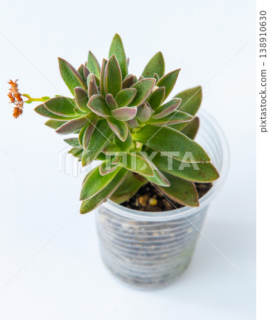 Echeveria harmsii plant succulent in pot. Crassula ausensis Little Woodii. Green little flower on white background. Echeveria harmsii plant succulent in pot. Crassula ausensis Little Woodii. Green little flower on white background. 138910630