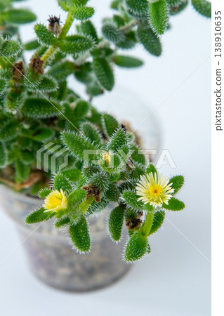 Delosperma Echinatum Pickle Plant Succulent with Bristly Green Leaves and Small Yellow Daisy Flowers Delosperma Echinatum Pickle Plant Succulent with Bristly Green Leaves and Small Yellow Daisy Flowers 138910635
