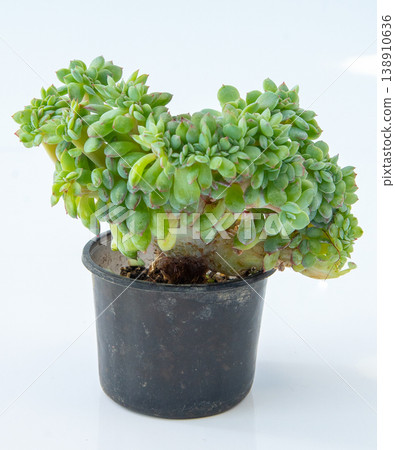 Sedeveria Sedum plant succulent. Little flower on white background. Sedeveria Sedum plant succulent. Little flower on white background. 138910636