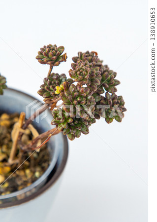 Aeonium Sedifolium Dwarf Tree Succulent with Small Green Rosettes and Reddish Striped Leaf Detail Aeonium Sedifolium Dwarf Tree Succulent with Small Green Rosettes and Reddish Striped Leaf Detail 138910653