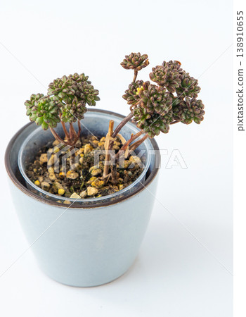 Aeonium Sedifolium plant succulent. Little green flower on white background. 138910655