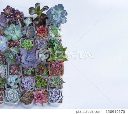 Succulent flowers banner background. Copy space top view. Set of different succulents Haworthia and Aloe, Crassula and Sedum, Echeveria, Kalanchoe. Grow home flower. Floriculture. Cactus Succulent flowers banner background. Copy space top view. Set of different succulents Haworthia and Aloe, Crassula and Sedum, Echeveria, Kalanchoe. Grow home flower. Floriculture. Cactus 138910670