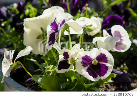 White purple pansies sway in the wind. Garden background. Grow a flower in a pot on the balcony. Gardening. White purple pansies sway in the wind. Garden background. Grow a flower in a pot on the balcony. Gardening. 138910702