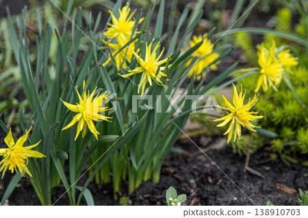 Yellow flowers daffodils in a flower bed. Spring flower Narcissus. Beautiful bush in the garden. Nature background. Spring flowering bulb Daffodil plants Yellow flowers daffodils in a flower bed. Spring flower Narcissus. Beautiful bush in the garden. Nature background. Spring flowering bulb Daffodil plants 138910703