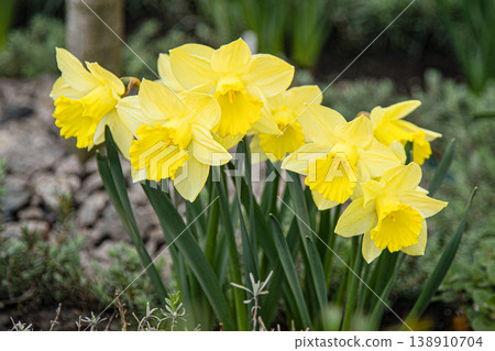 Yellow flowers daffodils in a flower bed. Spring flower Narcissus. Beautiful bush in the garden. Nature background. Spring flowering bulb Daffodil plants Yellow flowers daffodils in a flower bed. Spring flower Narcissus. Beautiful bush in the garden. Nature background. Spring flowering bulb Daffodil plants 138910704