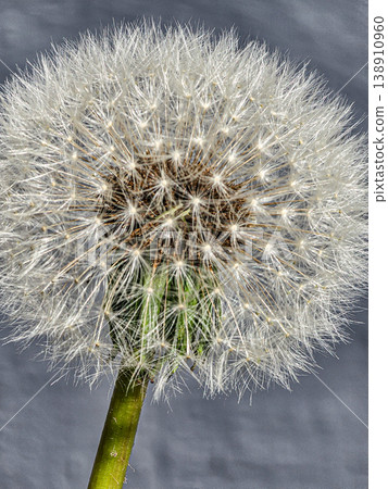 Close Up of White Dandelion Seed Head 138910960