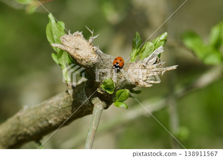 Ladybug on a tree branch with fresh green buds in spring Ladybug on a tree branch with fresh green buds in spring 138911567