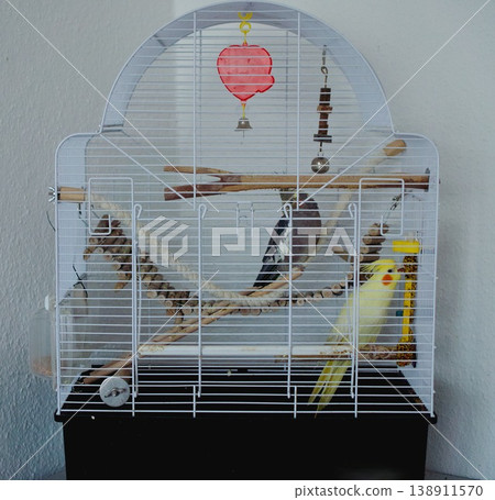 Two cockatiel parrots sitting in a birdcage with toys and perches Two cockatiel parrots sitting in a birdcage with toys and perches 138911570