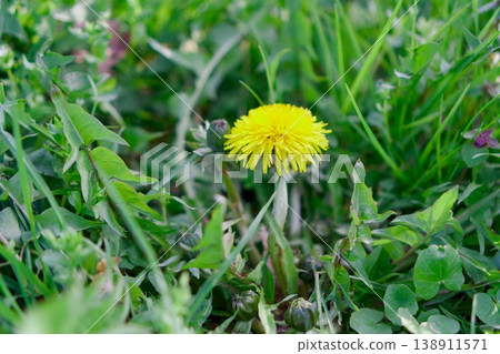 Single yellow dandelion flower blooming in green grass 138911571