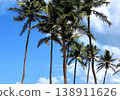 Palm trees on a beach 138911626