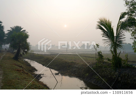 Hazy misty morning over West Bengal rural paddy fields with a farmer walking and palm trees 138911656