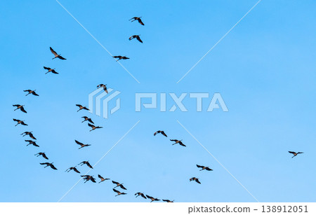 Flock of cranes Flock of cranes 138912051