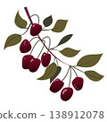 Burgundy berry branch with green leaves botanical sprig isolated on white background for autumn winter decoration and design 138912078