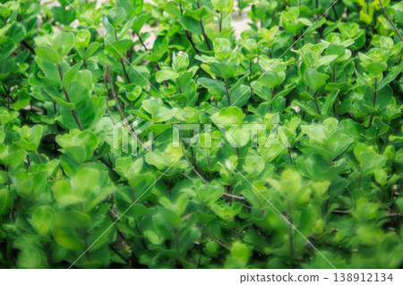 A soft green cluster of Vitex rotundifolia captured with an old lens. 138912134